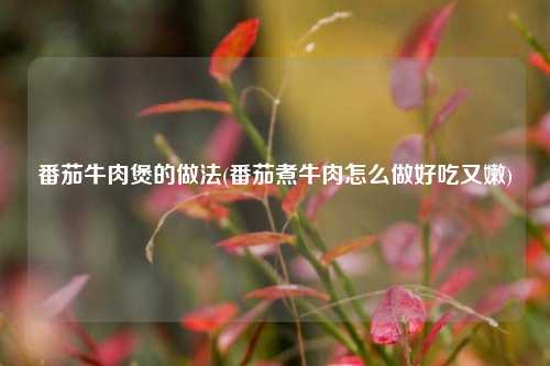 番茄牛肉煲的做法(番茄煮牛肉怎么做好吃又嫩)