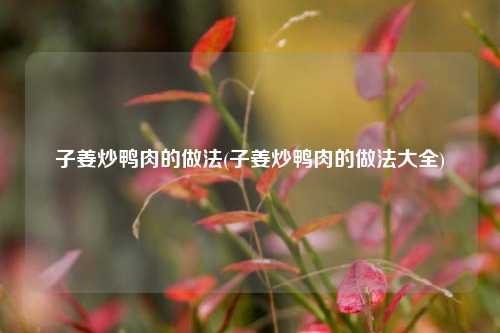 子姜炒鸭肉的做法(子姜炒鸭肉的做法大全)
